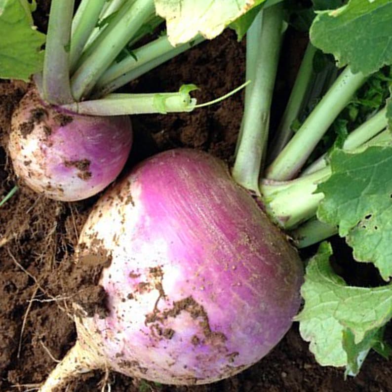 Rutabaga