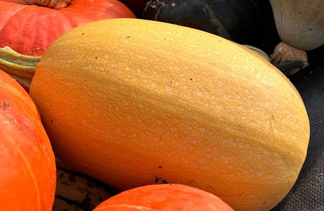 Courge spaghetti biologique