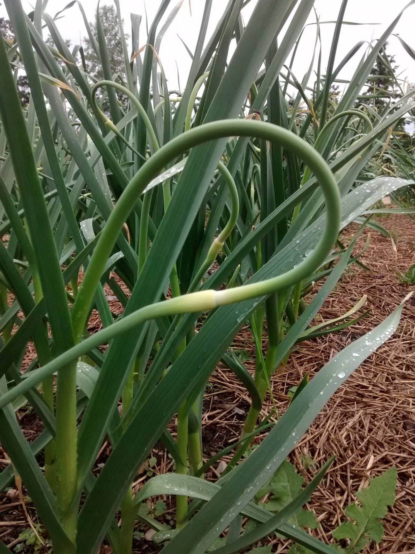 La fleur d'ail se consomme comme un légume ou comme un assaisonnement. Elle est délicieuse sautée ou cuite à la vapeur comme une asperge. Hachée crue, elle s'intègre bien dans les salades et les sauces. On peut aussi en faire un pesto. L'essayer, c'est l'adopter!