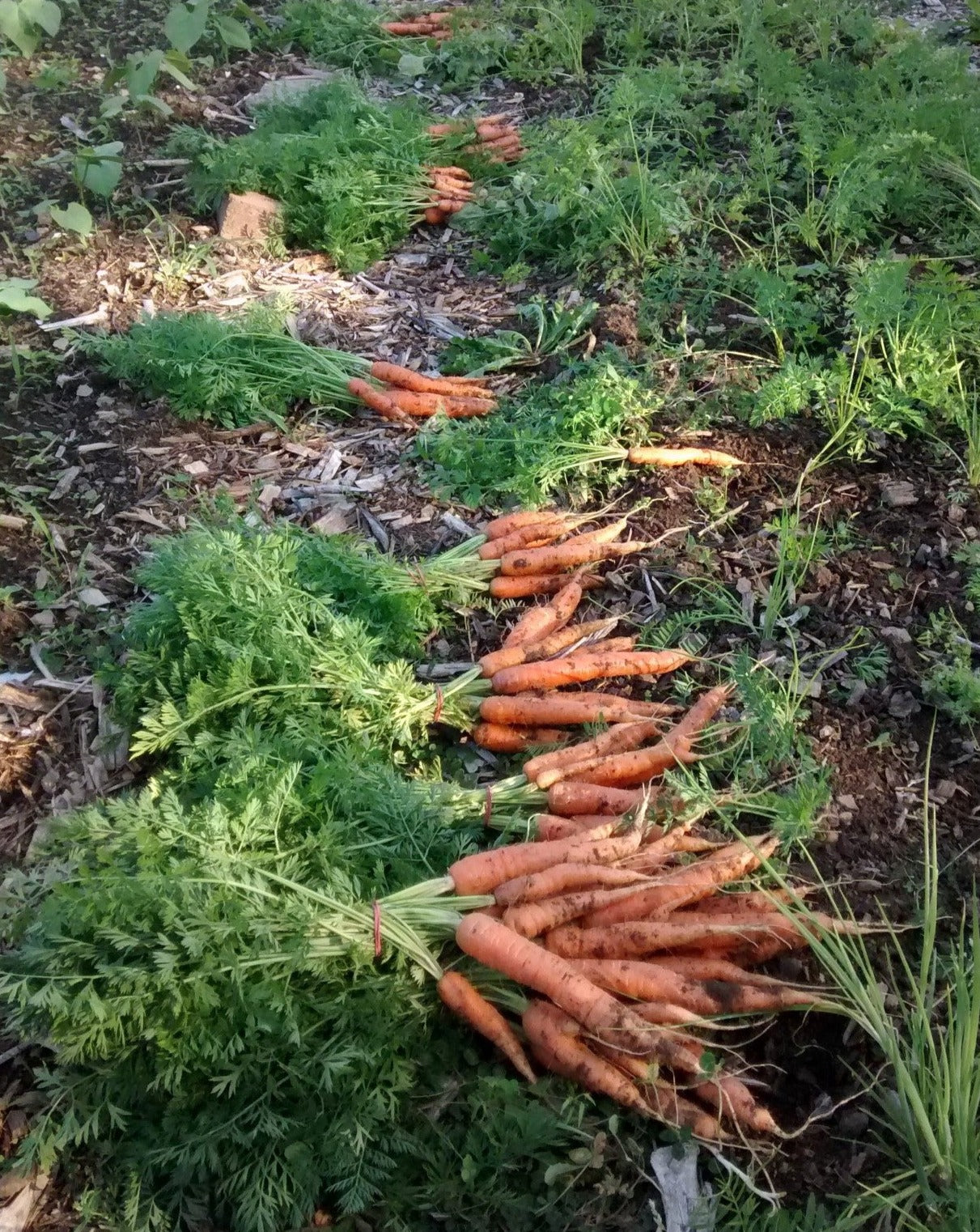 Belle botte de nos succulentes carottes fraîchement récoltées. Cuisinez les fanes en potages, pestos, quiches etc.