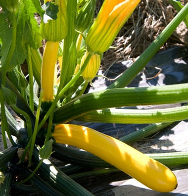 Courgette biologique