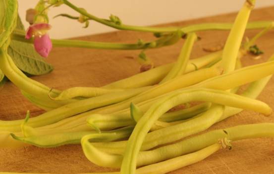Haricots biologiques