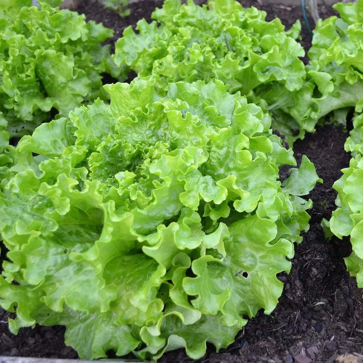 Laitue frisée verte biologique
