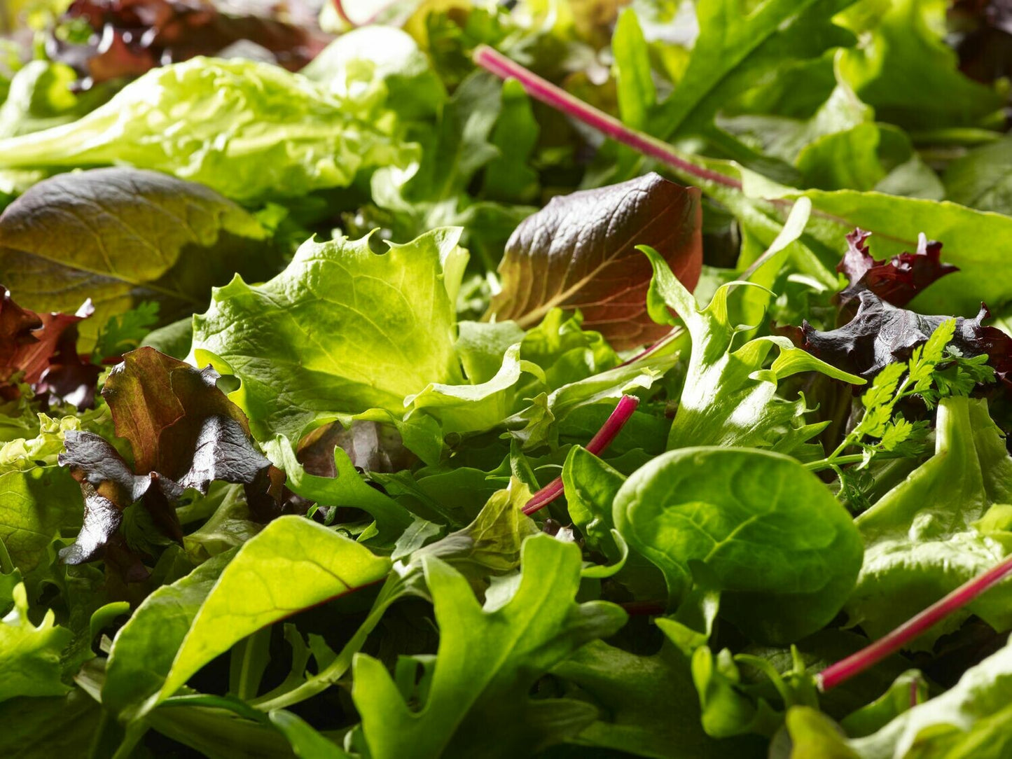 Mesclun biologique