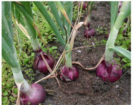 Oignons rouges biologiques