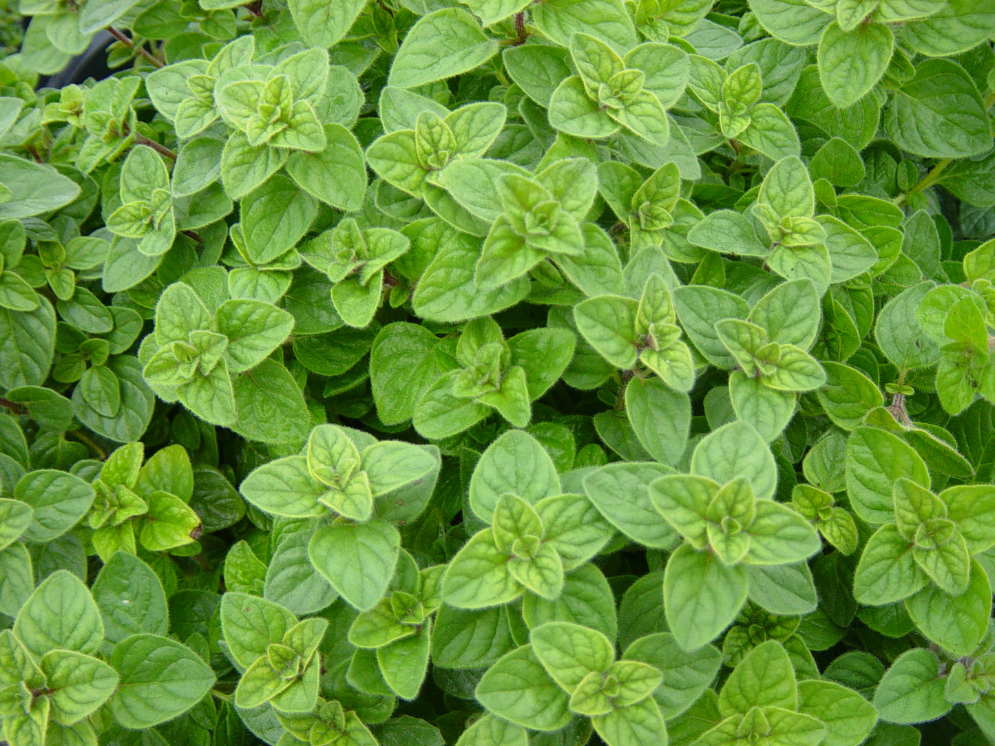 Origan frais biologique