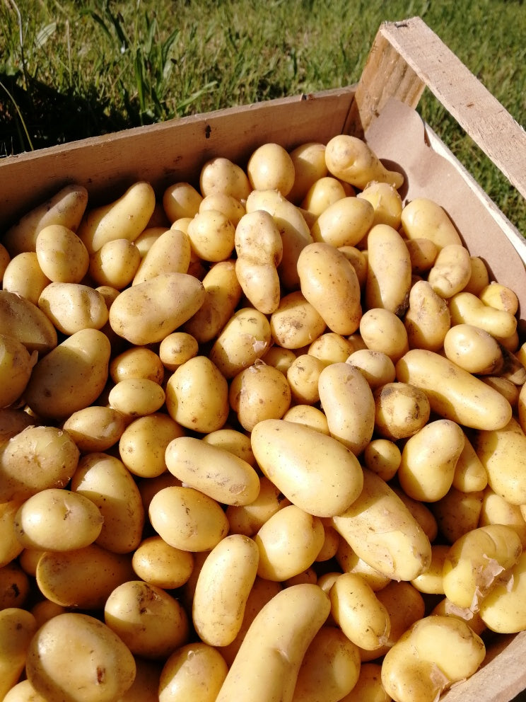 Pommes de terre nouvelles jaunes biologiques