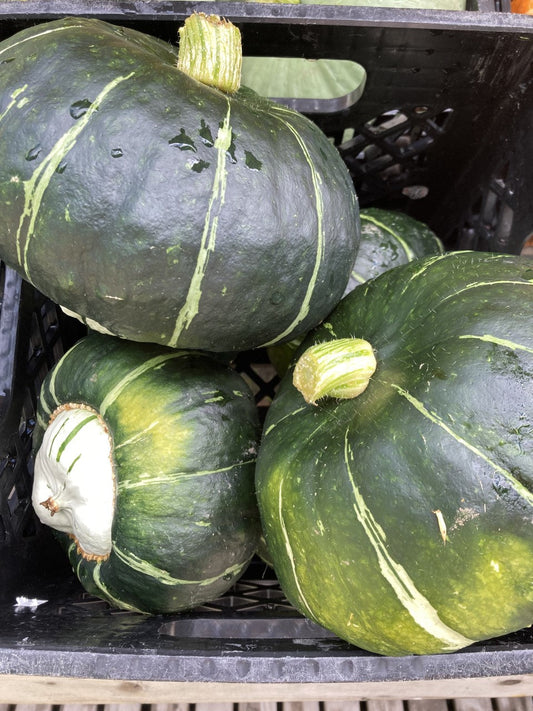 Courge Bonbon biologique