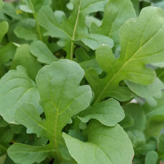 Roquette biologique