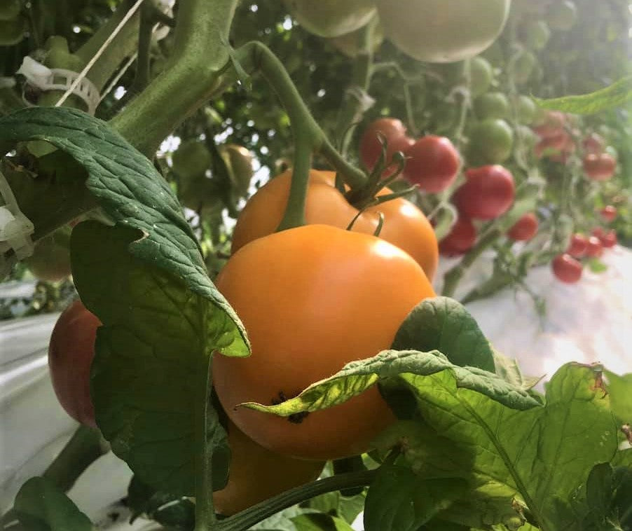 Tomate charnue biologique
