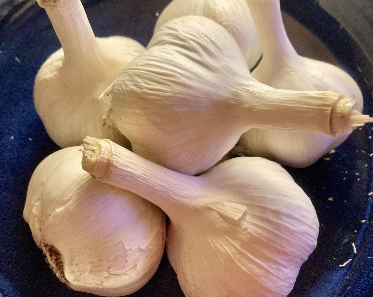 Bulbes d'ail de nos jardins