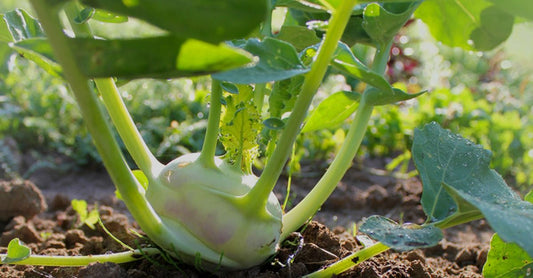 Le chou-rave se savoure râpé en salade, poêlé, rôti au four, bouilli, en purée, mais surtout, en crudité. Les enfants en redemanderont.