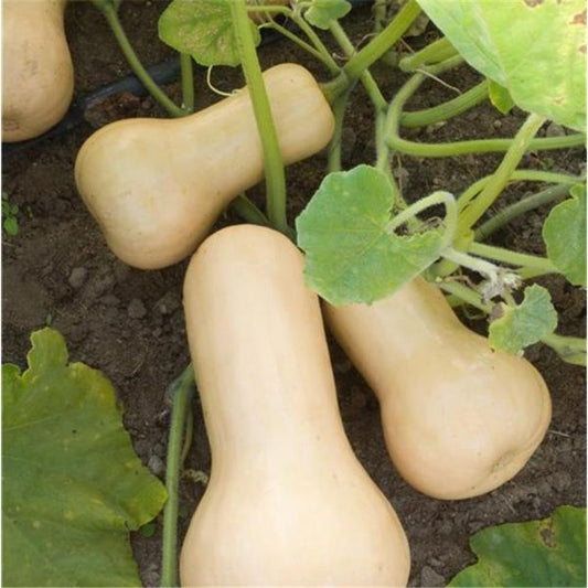 Courge butternut biologique