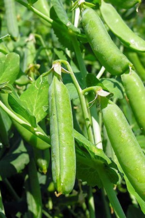 Pois mange-tout sucrés biologiques