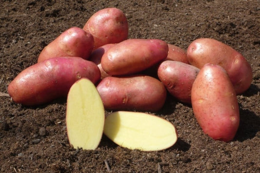 Pommes de terre rouges biologiques