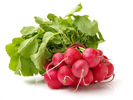 Radis rouges biologiques