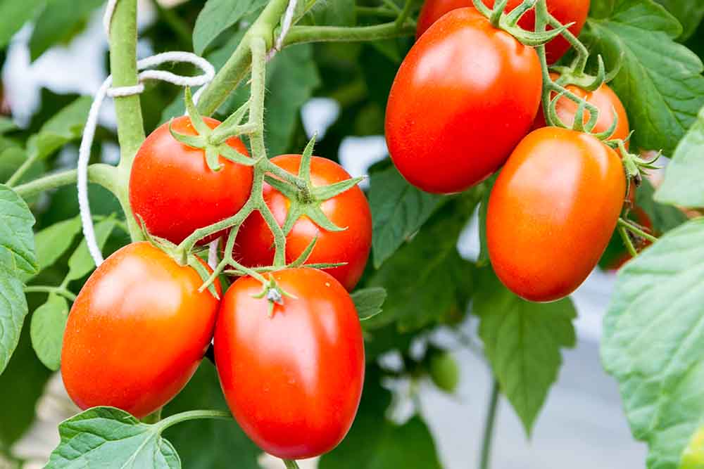 Tomates italiennes biologiques